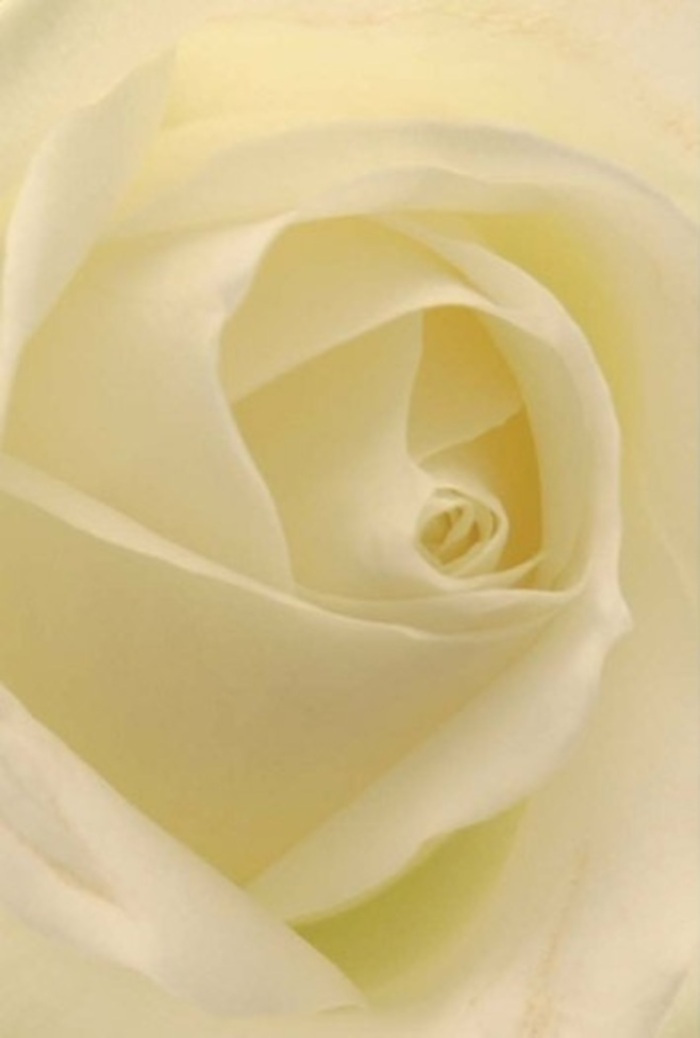 A single white rose, its creamy petals unfurling in elegant spirals, becomes the focal point of this composition-a vision of pure tranquility set against the understated charm of North London's Stroud Green. Each petal, soft and plush, is illuminated by natural light filtering as if through the tall windows of a local bakery on Stroud Green Road. The subtle gradations from crisp ivory at the edges to warm cream at the heart lend the bloom a sense of both serenity and deep emotional resonance. In this close, almost intimate perspective, the gentle layering of each petal offers a soothing sense of resilience-ideal as a heartfelt gesture of love, sincere apology, or the centrepiece at a gathering along the lively streets near Finsbury Park. Shadows curl delicately between each fold, accentuating the flower's hypnotic spirals, while the subtle differences in cream and pale lemon hues bring out the rose's natural sophistication. There's an unspoken scent in the air-soft, clean, and comforting-echoing the welcoming spirit of the Stroud Green community. As a florist invested in every emotion behind each arrangement, I see this rose as a masterpiece ready to mark any memorable moment, from quiet sympathy to joyful celebration.